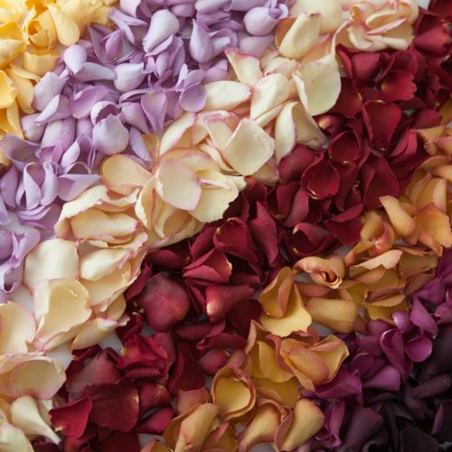 Petal Confetti - Large Natural Rose Petals