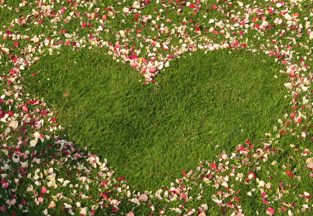 Red Rose Petals - creating petal patterns
