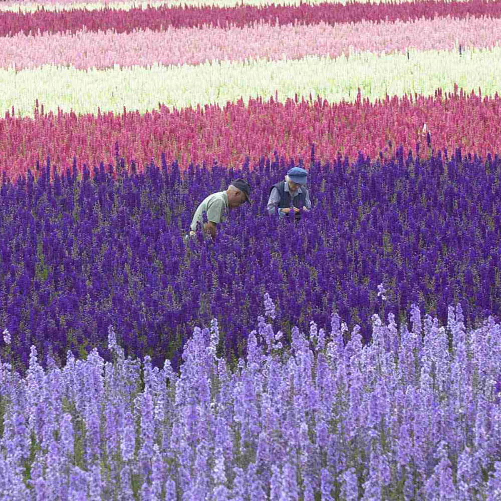 The Real Flower Petal Confetti Company – flower petal picking. The Real Flower Petal Confetti Company - flower petal picking.