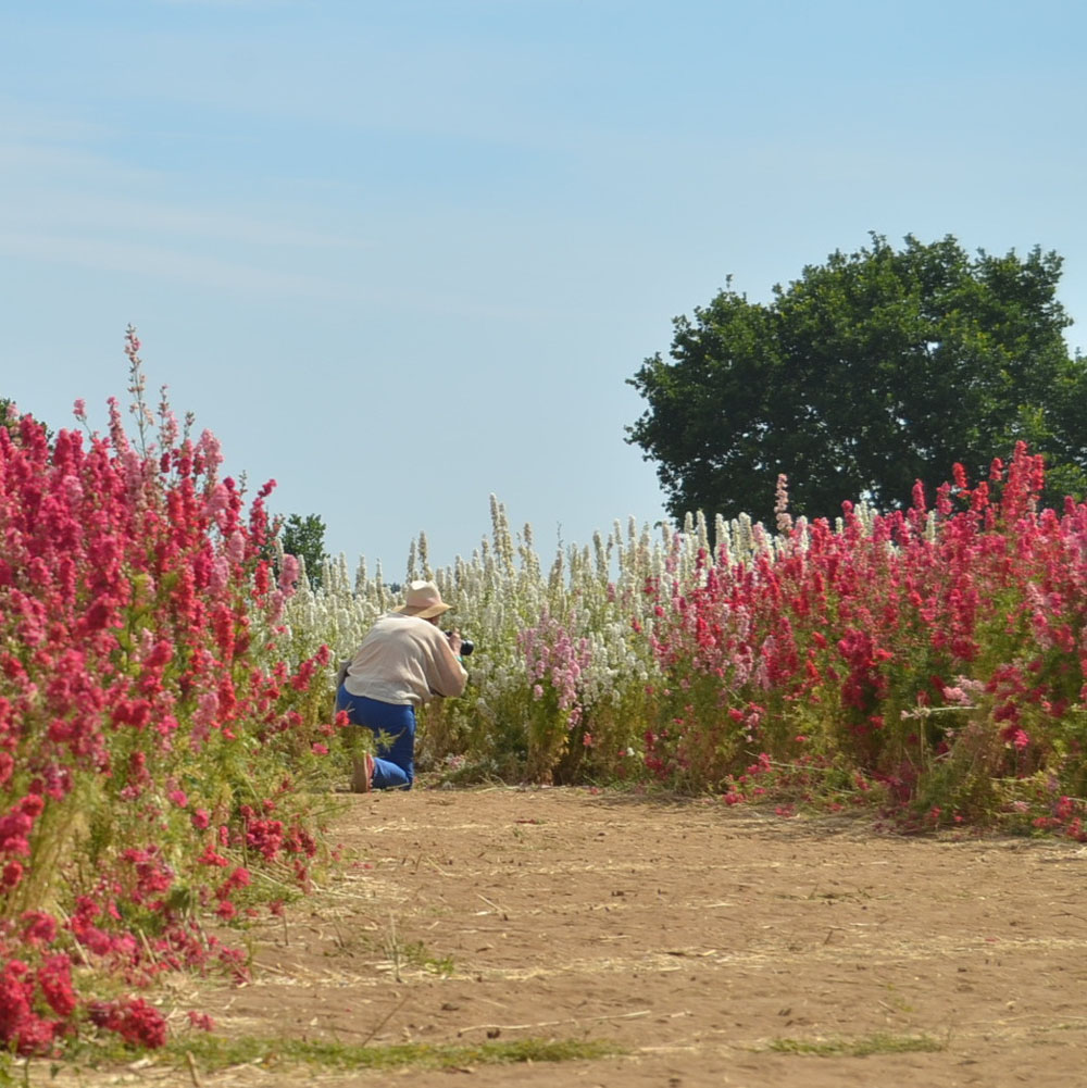Confetti Flower Field at Wick, Pershore, Worcestershire delphiniums