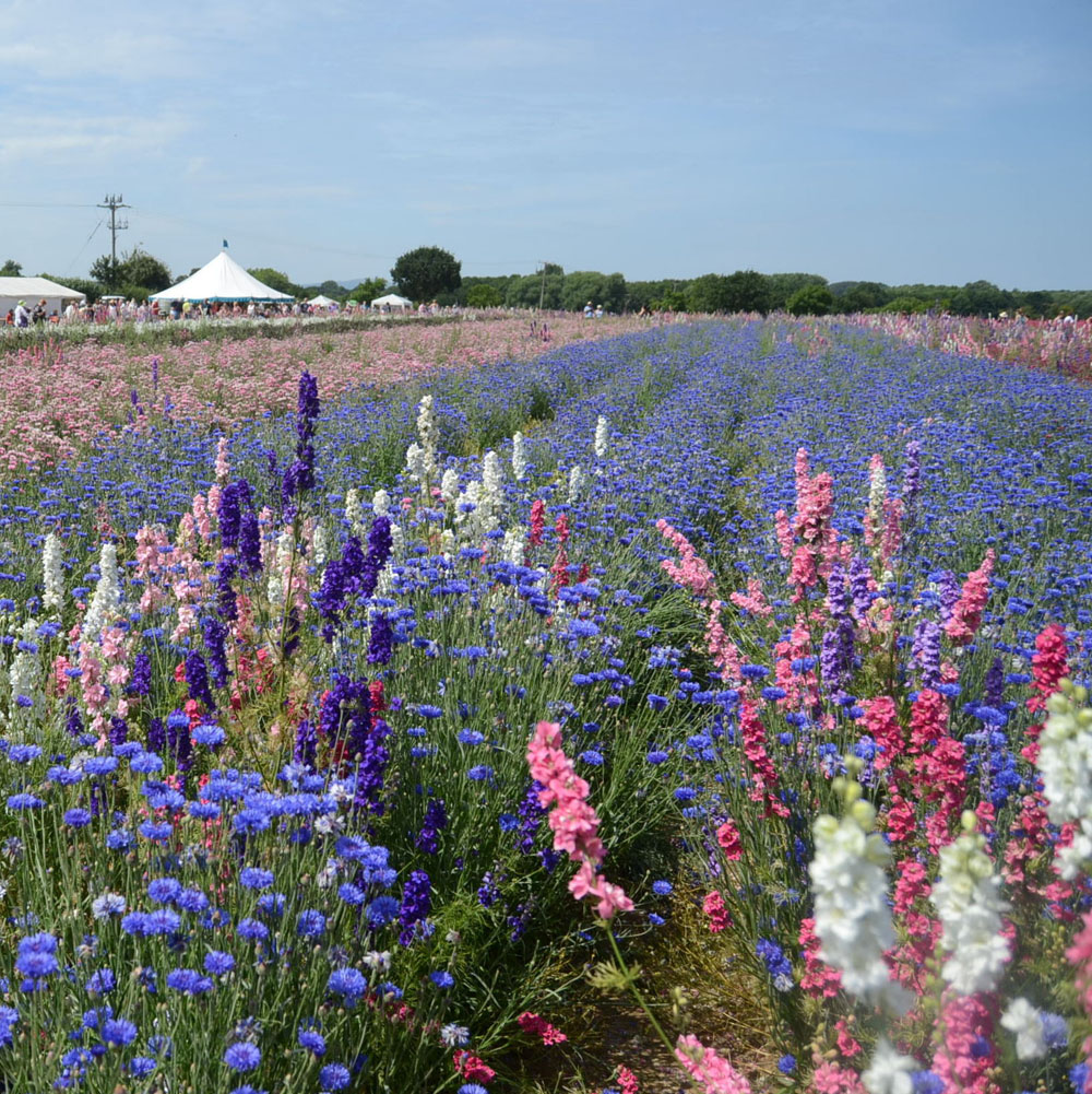 Confetti Flower Field at Wick, Pershore, Worcestershire delphiniums