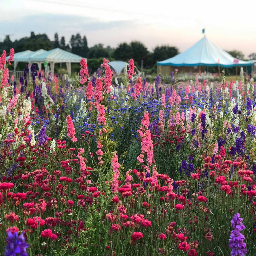 Alison Evans, 2018, The Confetti Flower Field, The Real Flower Petal Confetti Company, Worcestershire Alison Evans, 2018, The Confetti Flower Field, The Real Flower Petal Confetti Company, Worcestershire