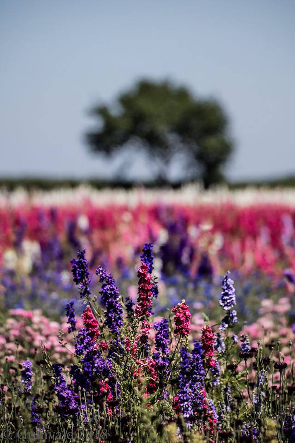 Confetti Flower Field at Wick, Pershore, Worcestershire delphiniums
