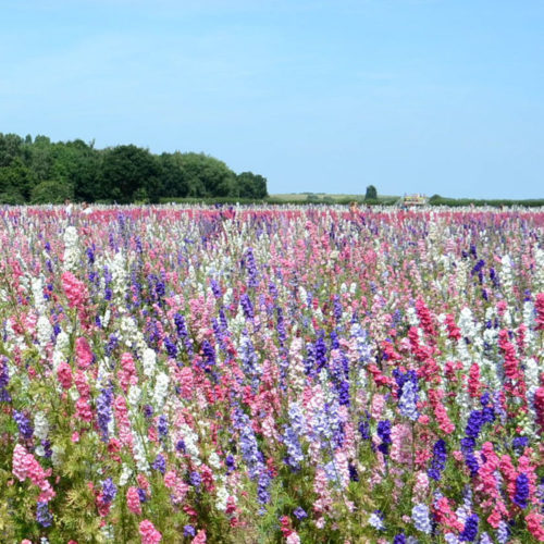 Mixed colours, 2018, The Confetti Flower Field, The Real Flower Petal Confetti Company, Worcestershire