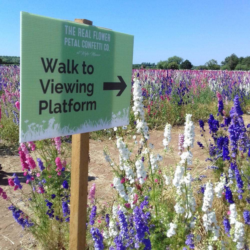 Confetti Flower Field at Wick, Pershore, Worcestershire delphiniums