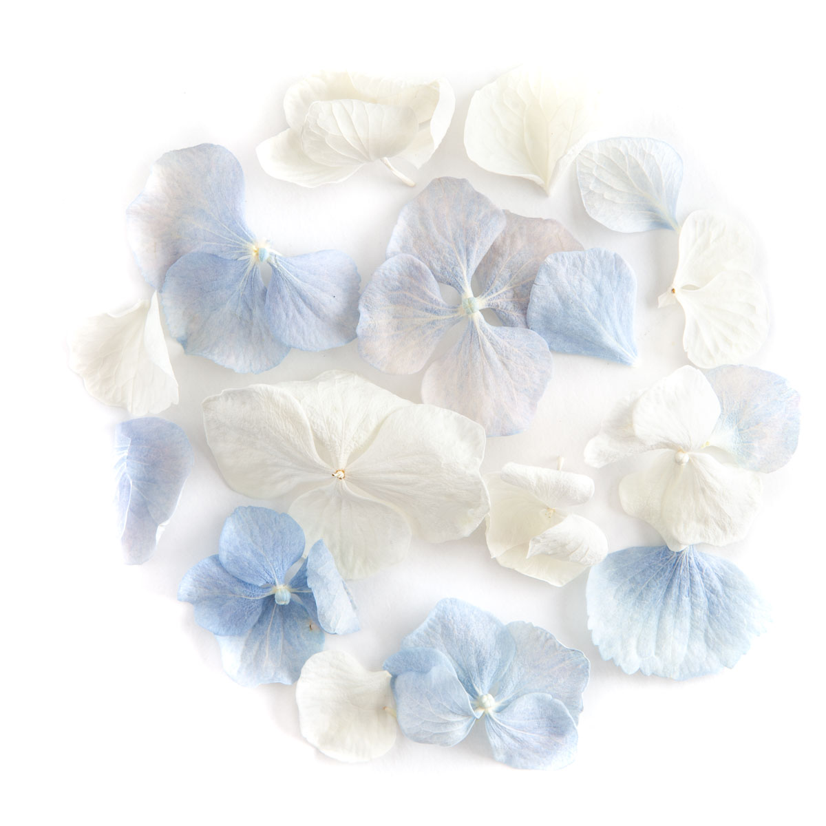 White & Blue Hydrangea confetti petals - Biodegradable Confetti - Real Flower Petal Confetti