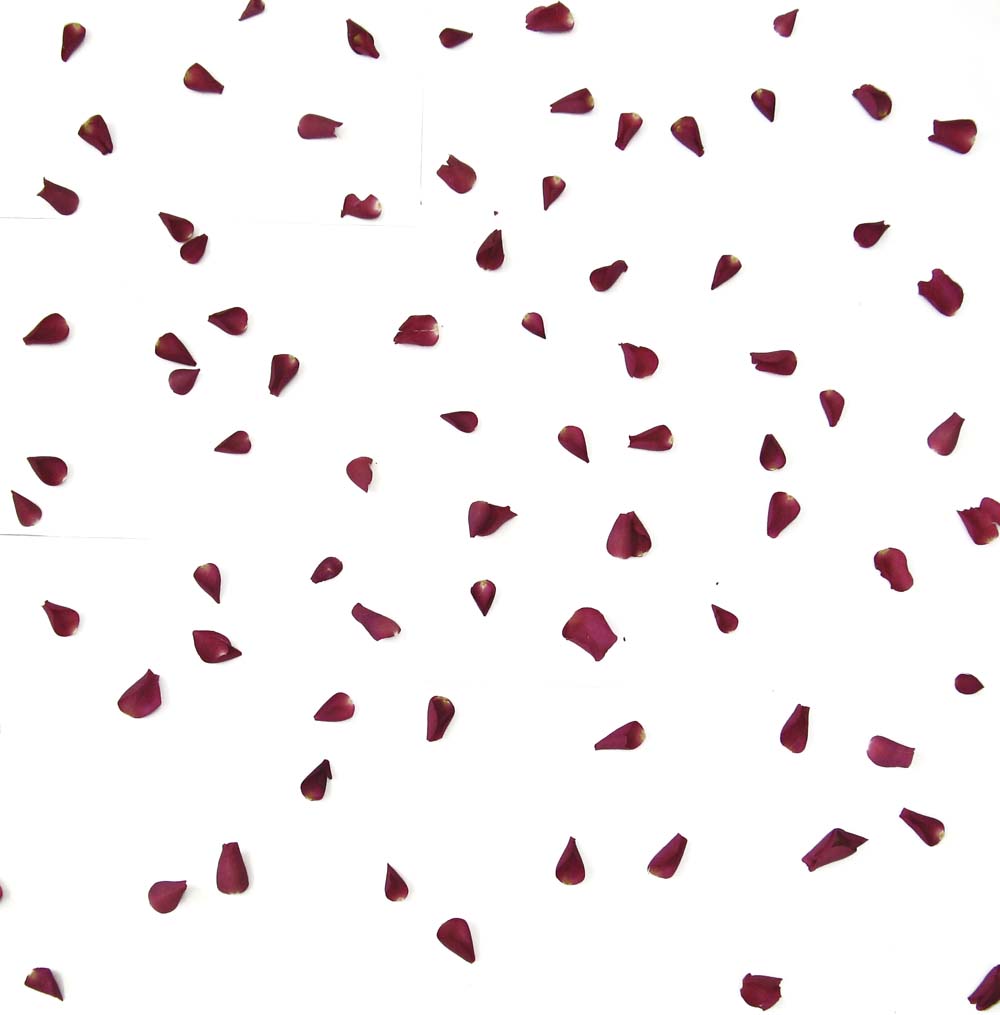 Large Natural Rose Petals 10 Handfuls Large Natural Rose Petals 10 Handfuls