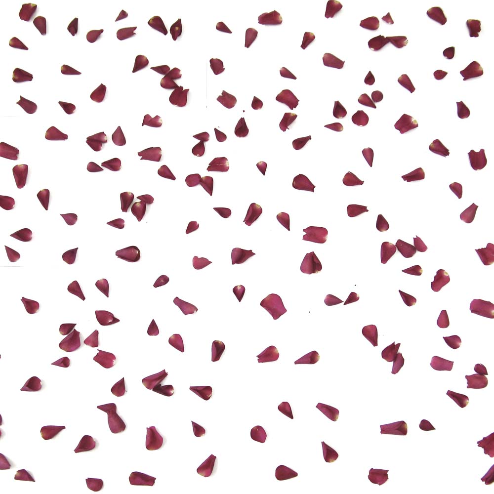 Large Natural Rose Petals 20 Handfuls Large Natural Rose Petals 20 Handfuls