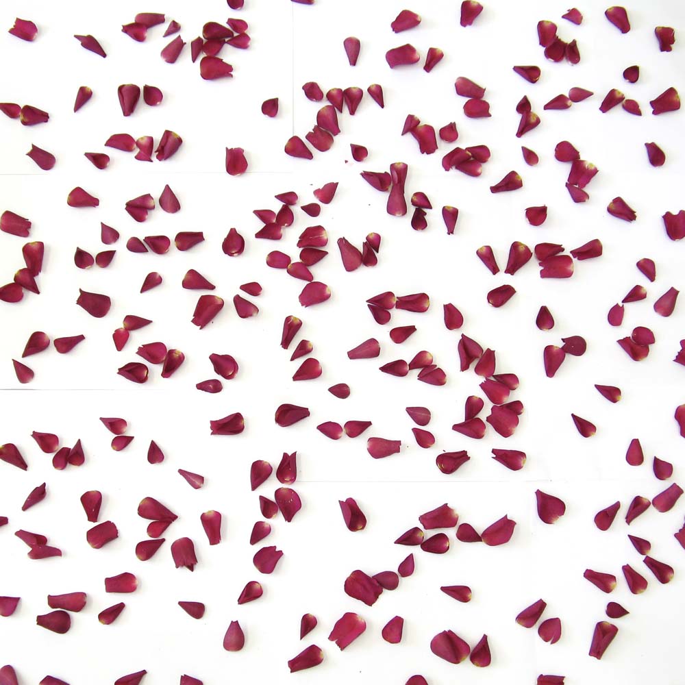 Large Natural Rose Petals 30 Handfuls Large Natural Rose Petals 30 Handfuls