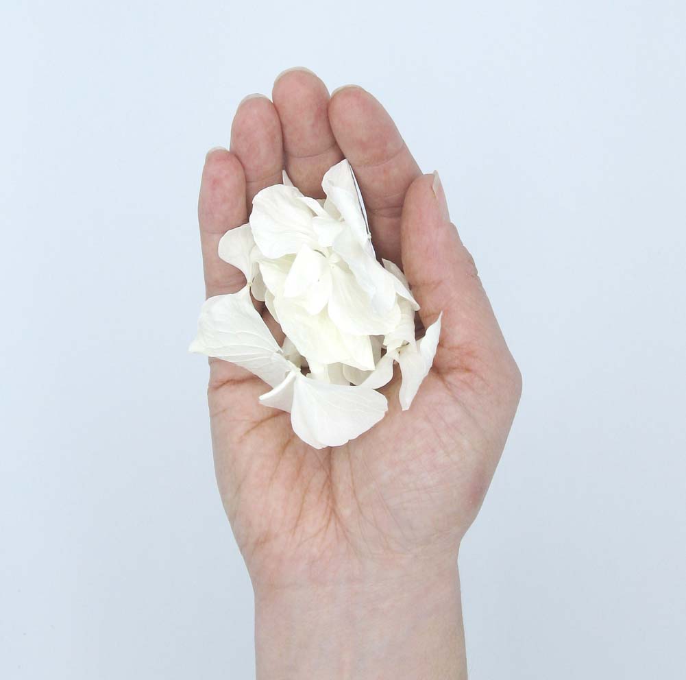 One handful of Hydrangea Petals One handful of Hydrangea Petals