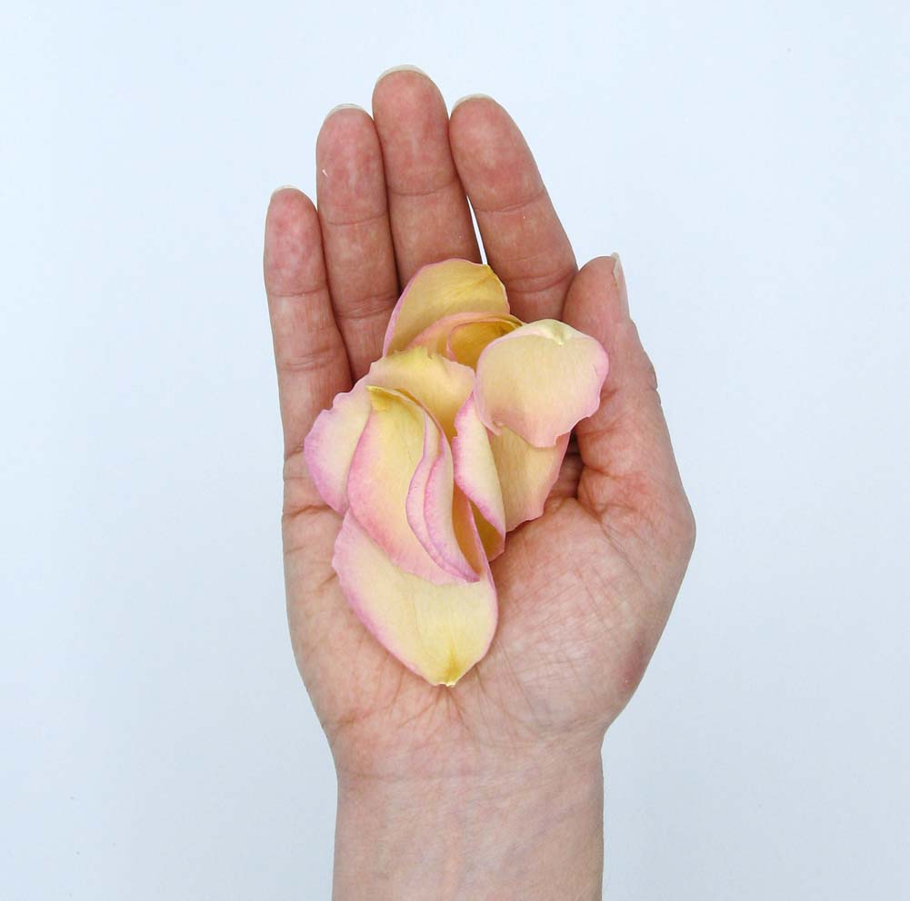 One handful of Large Natural Rose Petals One handful of Large Natural Rose Petals