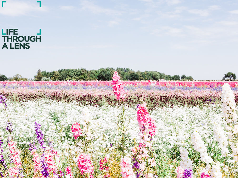 The Confetti Flower Field - Life Through a Lens