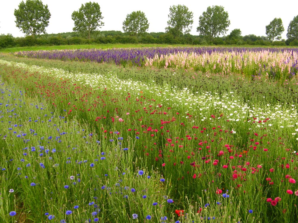 Confetti Flower Field at Wick, Pershore, Worcestershire delphiniums