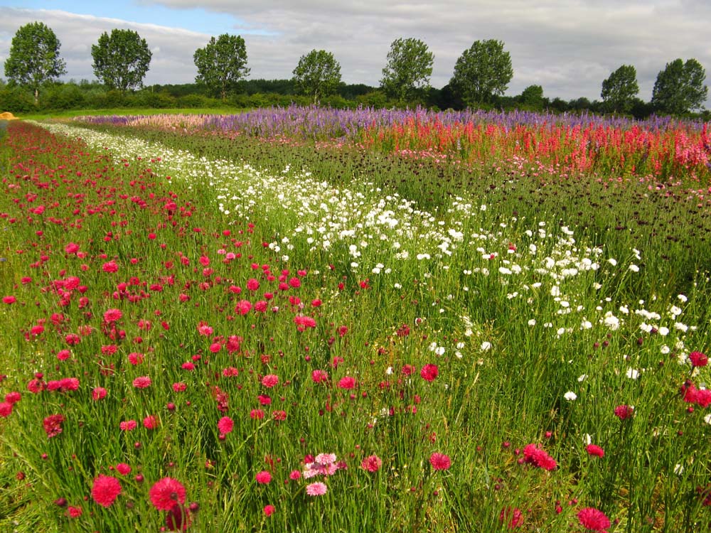 Confetti Flower Field at Wick, Pershore, Worcestershire delphiniums