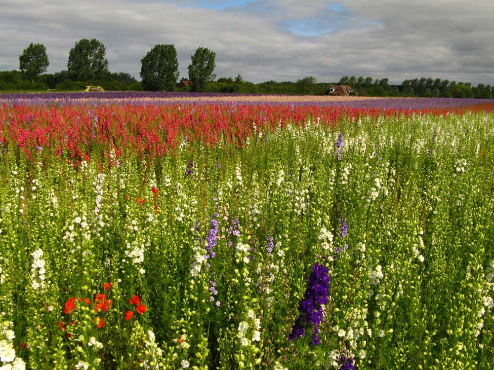 Confetti Flower Field at Wick, Pershore, Worcestershire delphiniums