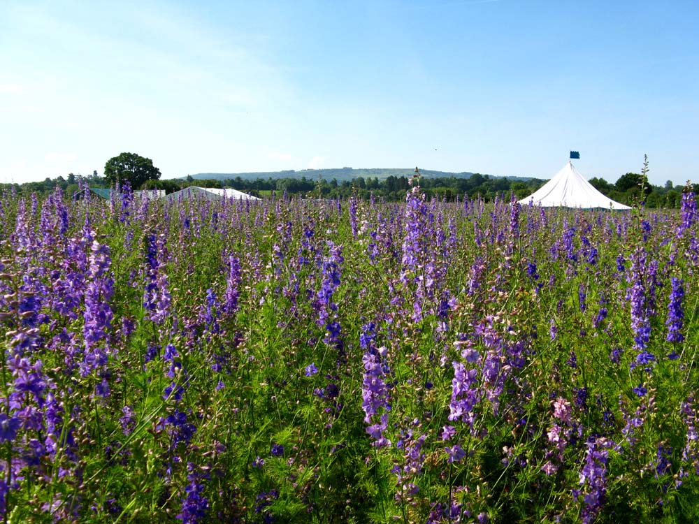 Confetti Flower Field at Wick, Pershore, Worcestershire delphiniums