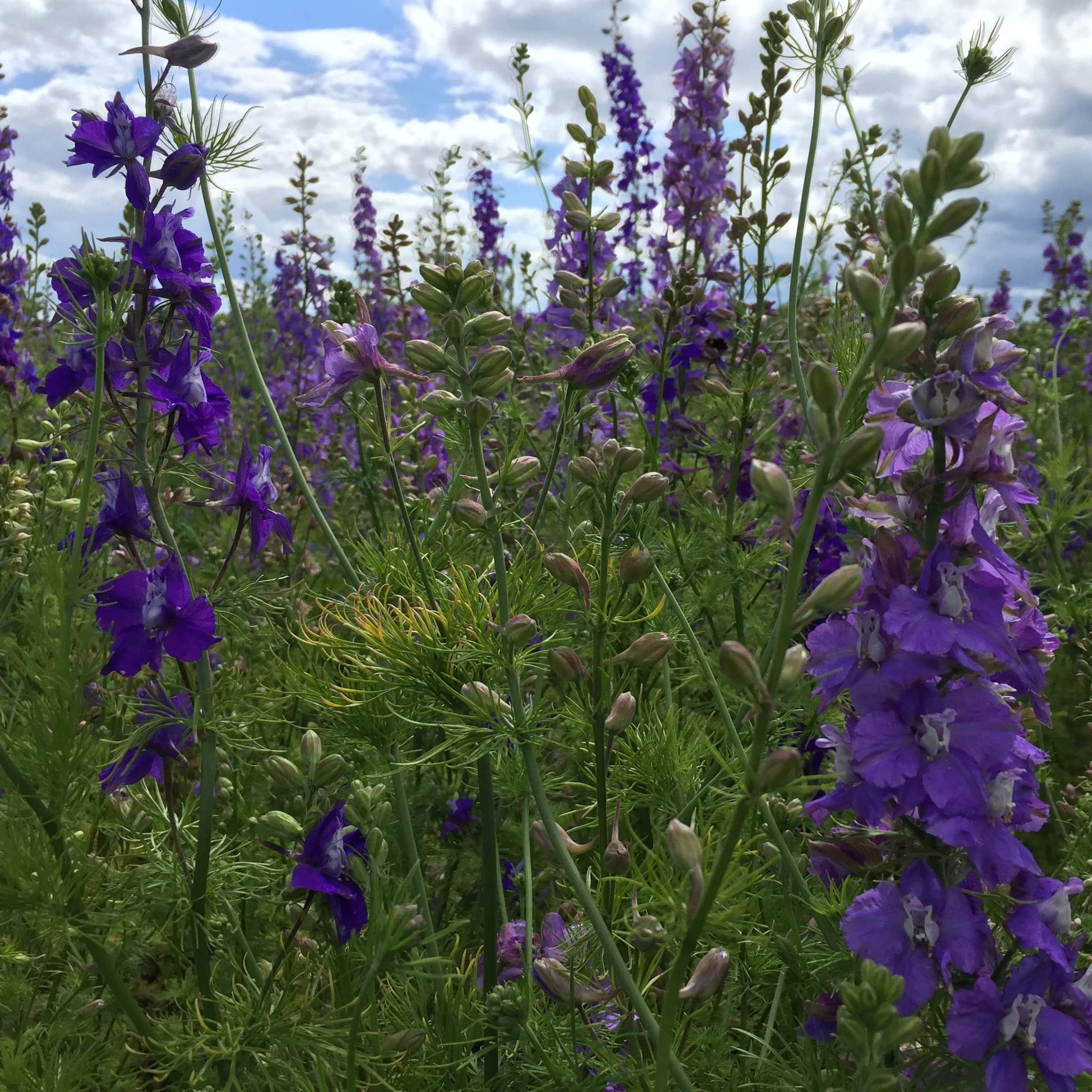 Confetti Flower Field at Wick, Pershore, Worcestershire delphiniums