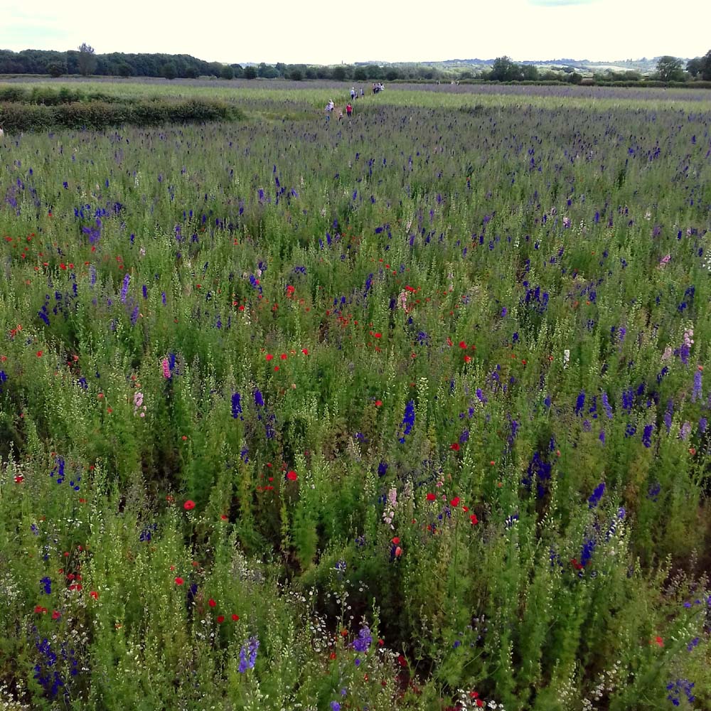 Confetti Flower Field at Wick, Pershore, Worcestershire delphiniums