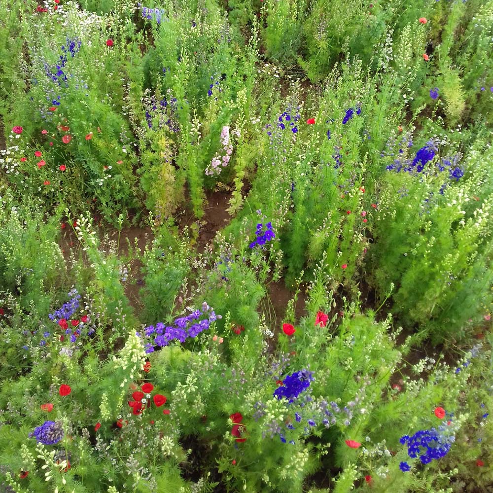 Confetti Flower Field at Wick, Pershore, Worcestershire delphiniums