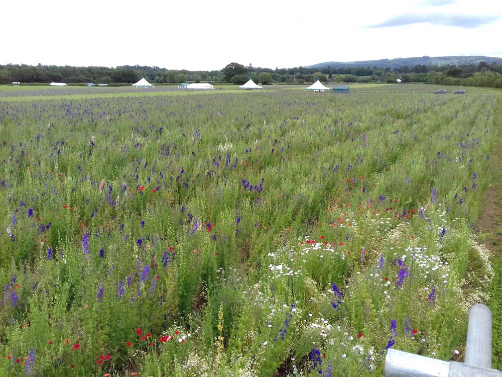 Confetti Flower Field at Wick, Pershore, Worcestershire delphiniums