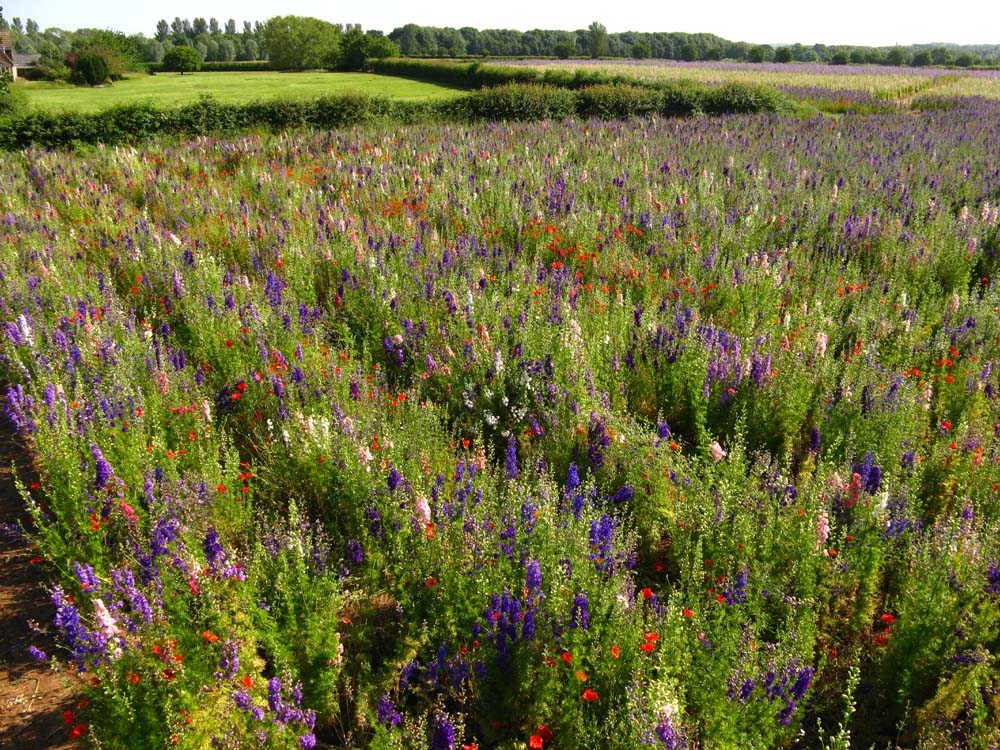 Confetti Flower Field at Wick, Pershore, Worcestershire delphiniums