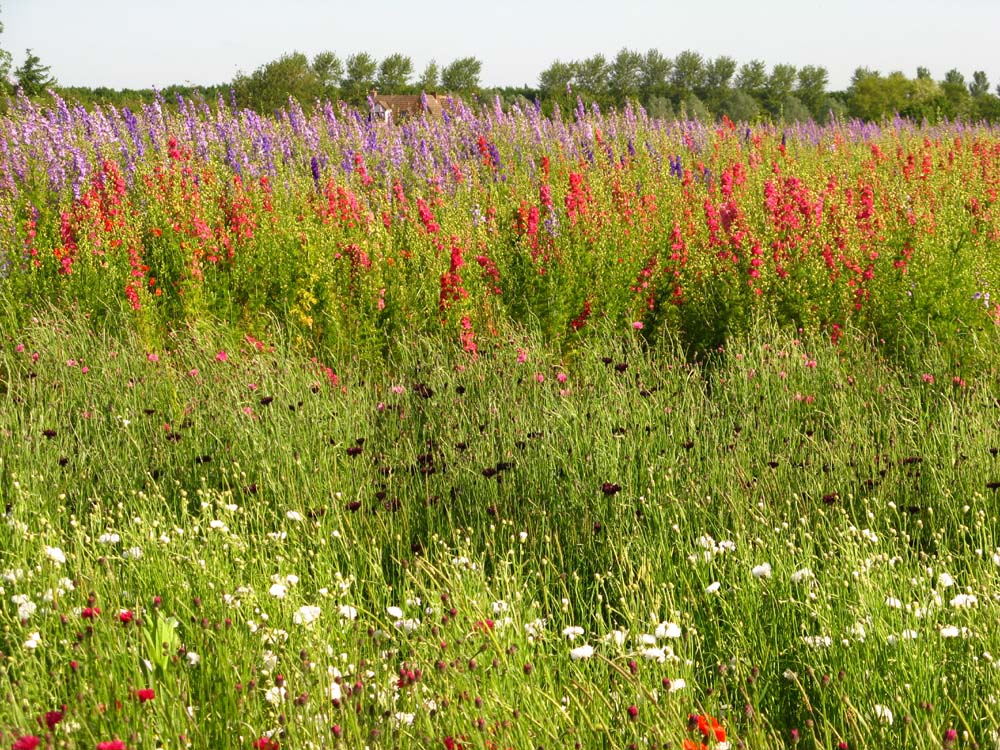 Confetti Flower Field at Wick, Pershore, Worcestershire delphiniums