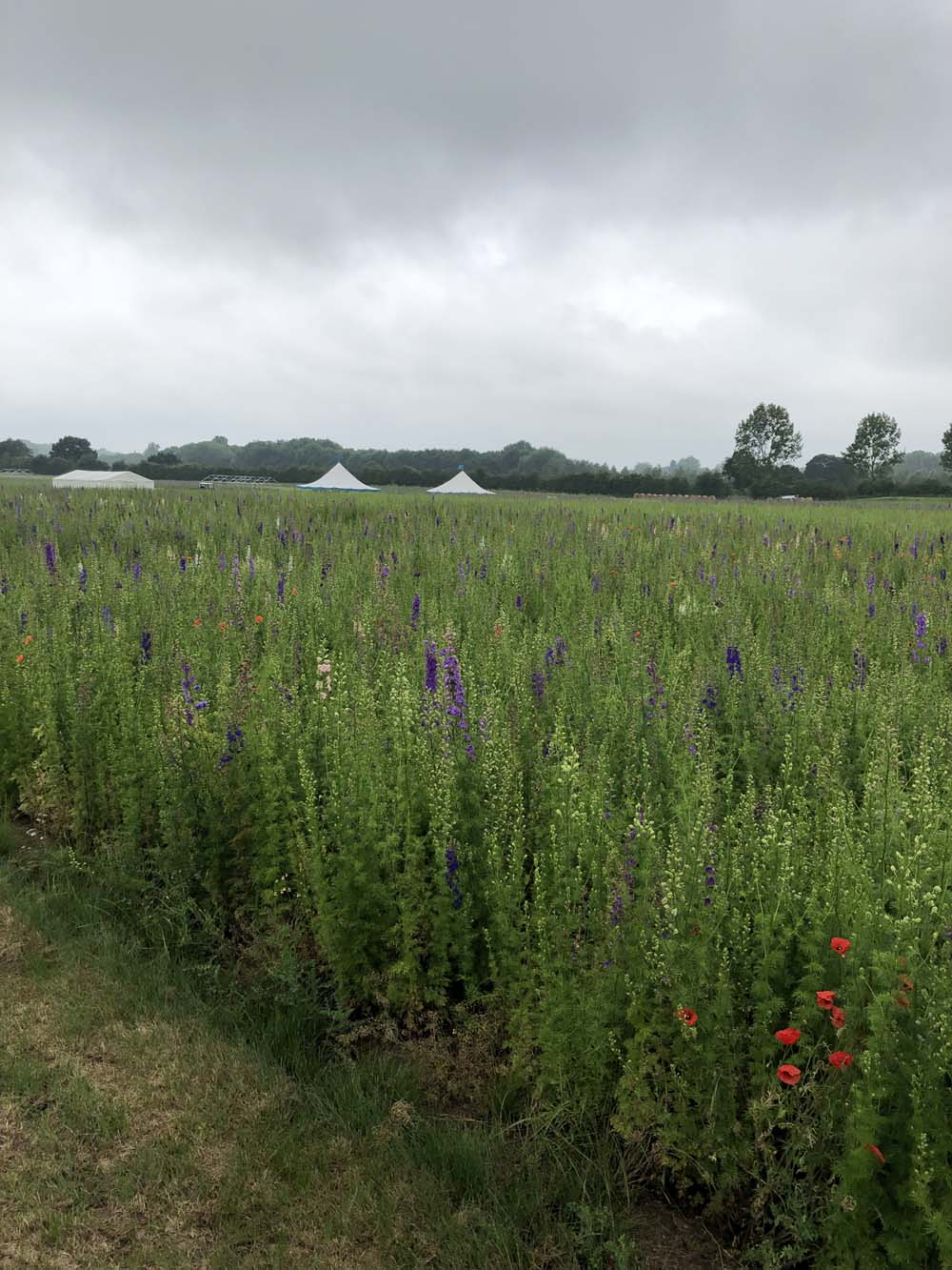 Confetti Flower Field at Wick, Pershore, Worcestershire delphiniums