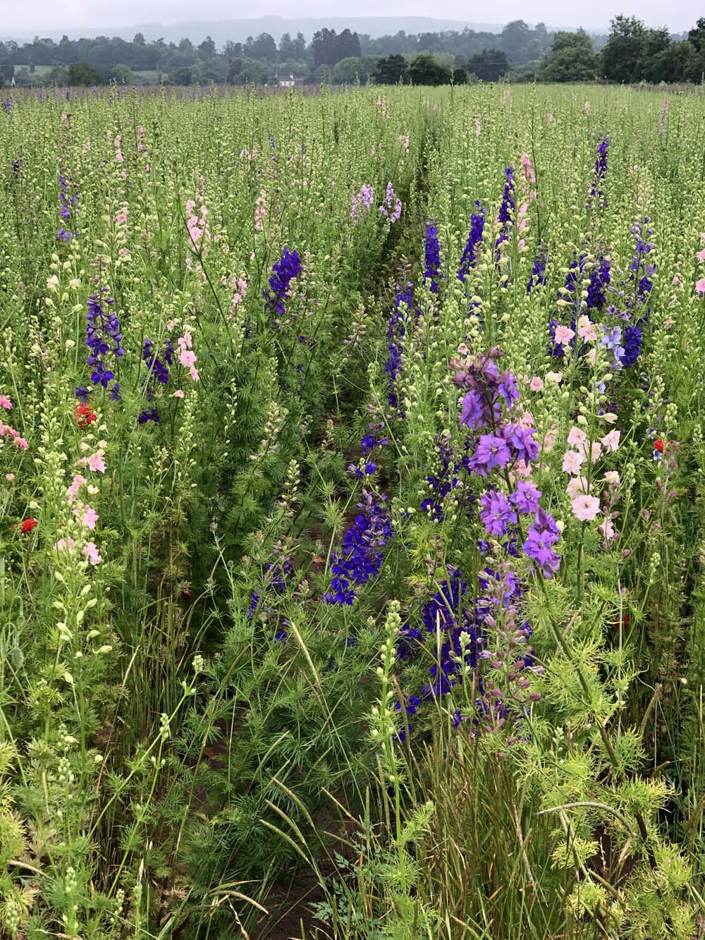 Confetti Flower Field at Wick, Pershore, Worcestershire delphiniums