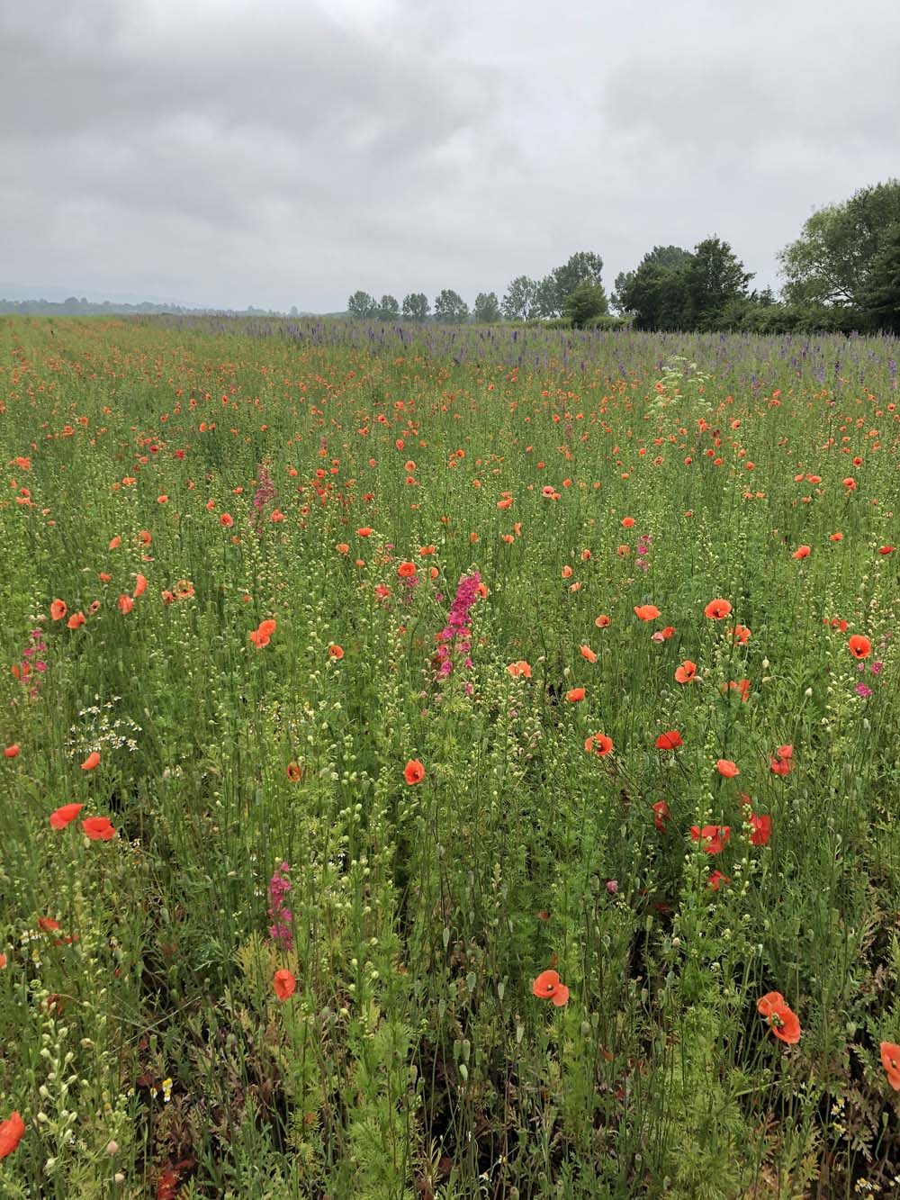 Confetti Flower Field at Wick, Pershore, Worcestershire delphiniums