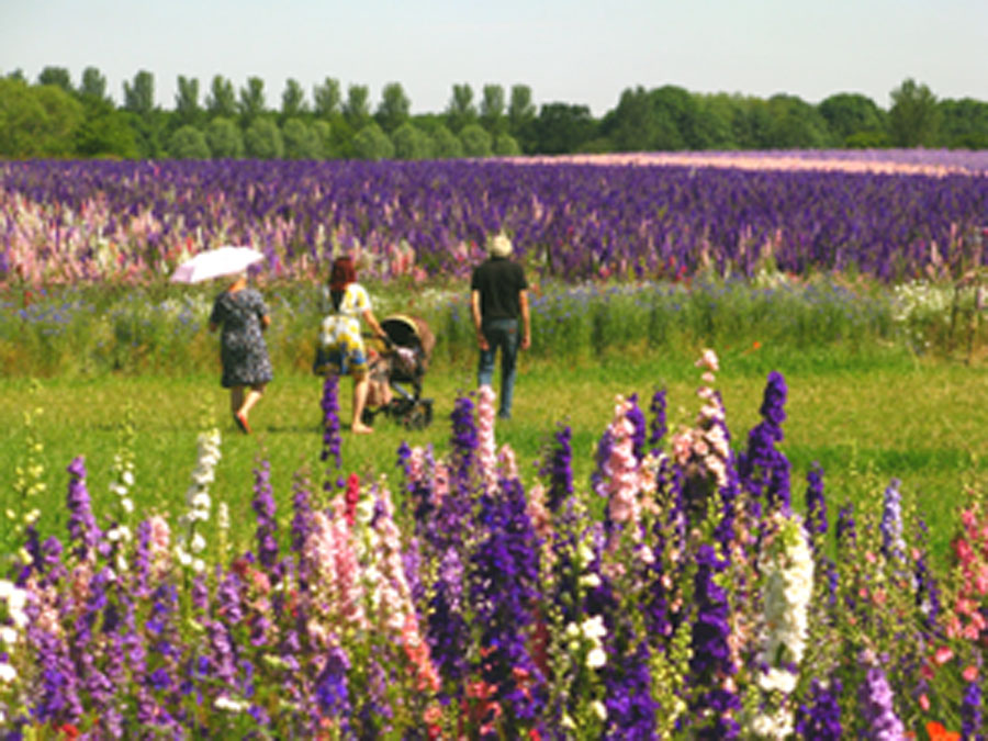 visiting the confetti flower field