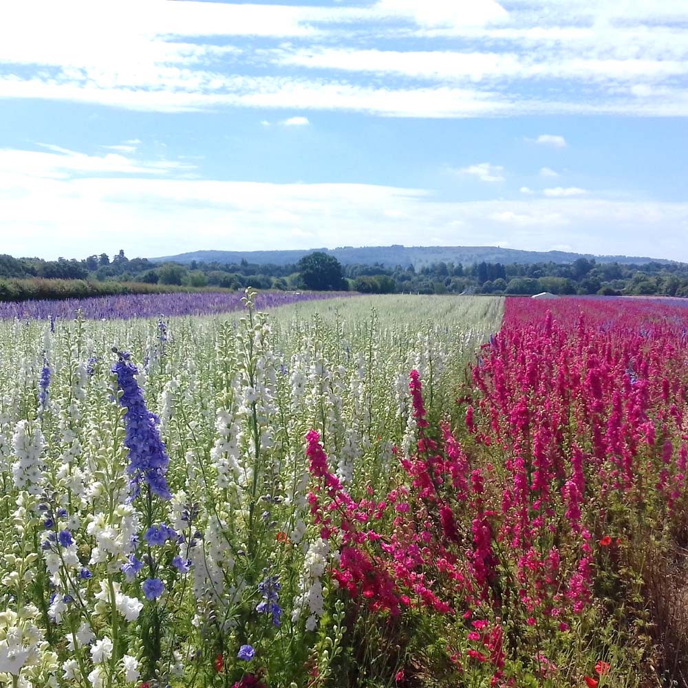 Bredon Hill and The Confetti Flower Field, 2019.
