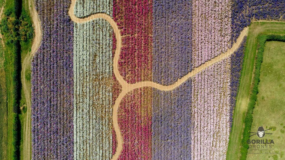 Photo by Gorilla Drones, 2019, Aerial shot of The Flower Field, The Real Flower Petal Confetti Company, Worcestershire Photo by Gorilla Drones, 2019, Aerial shot of The Flower Field, The Real Flower Petal Confetti Company, Worcestershire