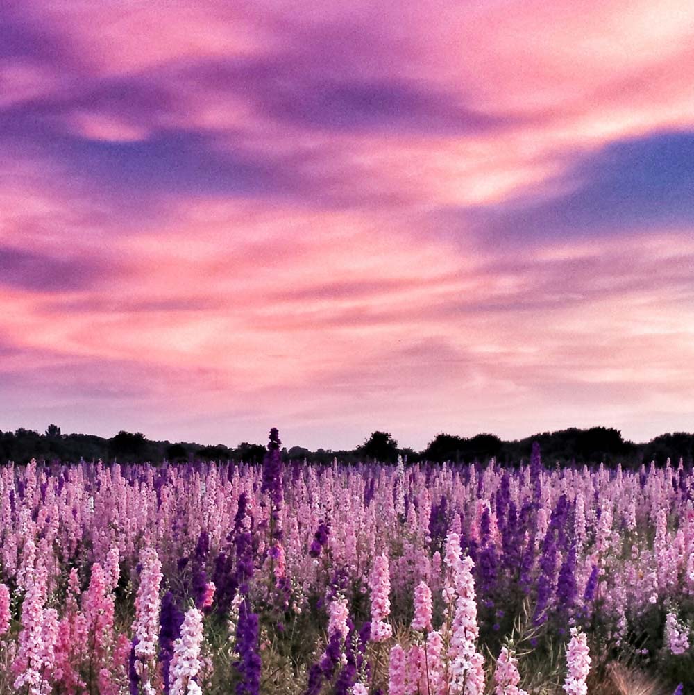 A pink and purple sunset sky above the pink and purple flowers. Photo by Ian Vaux, 2014, The Confetti Flower Field, The Real Flower Petal Confetti Company, Worcestershire