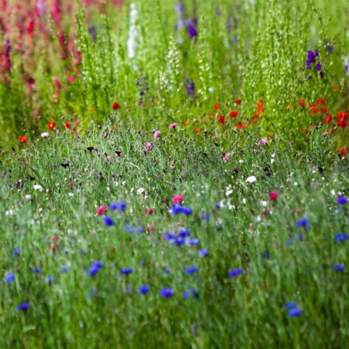 The Confetti Field Shop