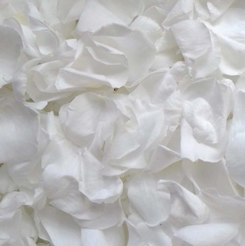 White Rose Petals - Snow White Large Coloured Rose Petals
