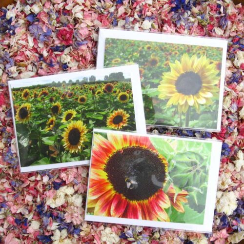 sunflower greetings cards