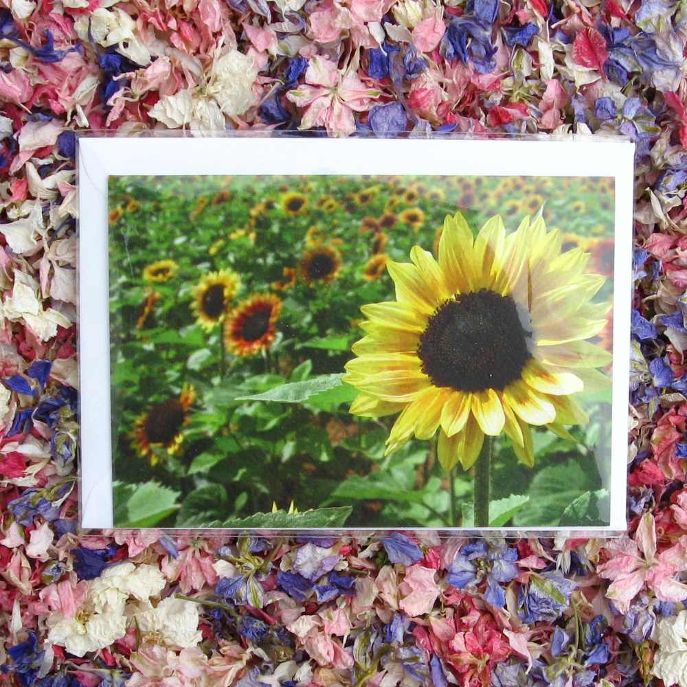 Sunflower Cards (from The Confetti Flower Field!)