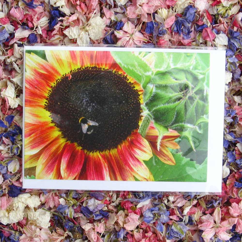 Sunflower Greetings Cards - Image 3