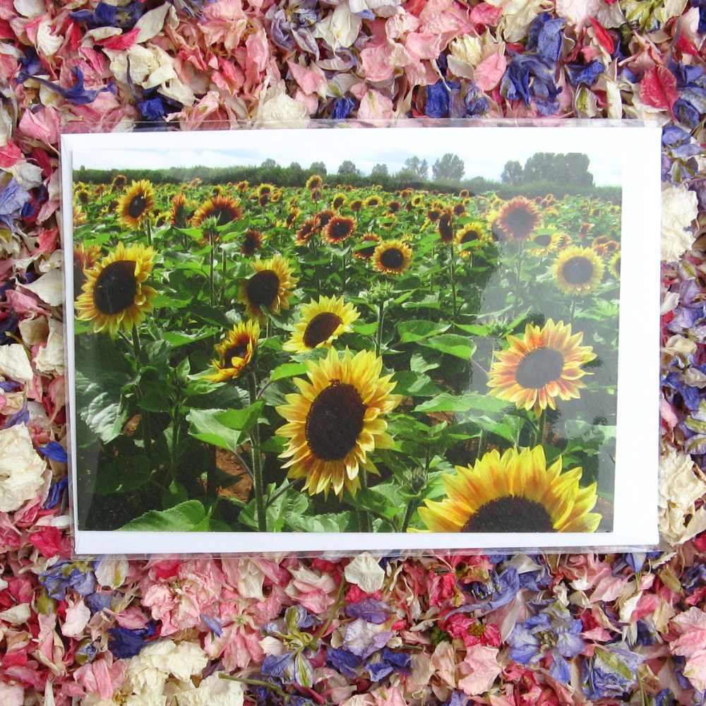 Sunflower Greetings Cards - Image 2