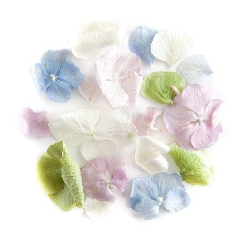 Hydrangea Petal Confetti