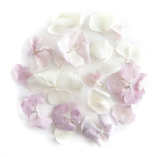 A small pile of Lilac and White Hydrangea Petals