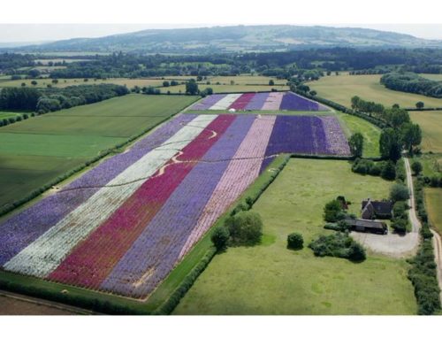 Watch the story of the amazing Confetti Flower Field…