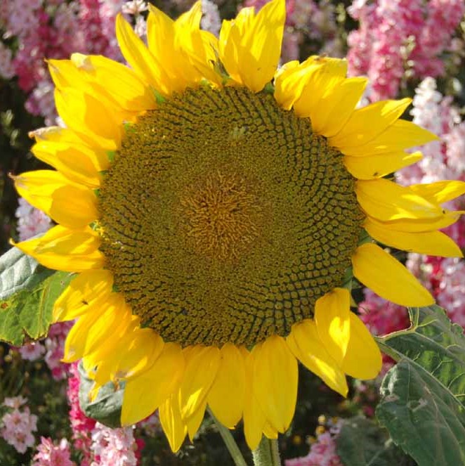 confetti fields 2020 sunflowers