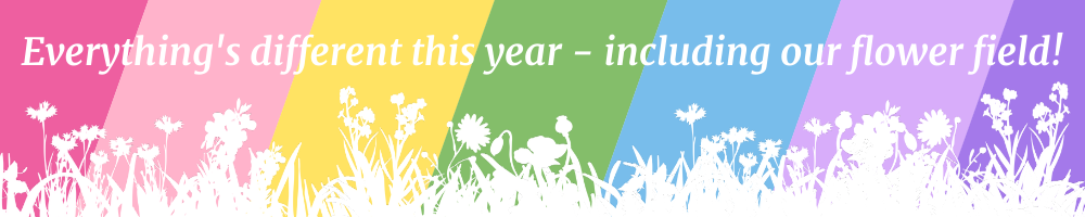 rainbow banner2 confetti field 2020