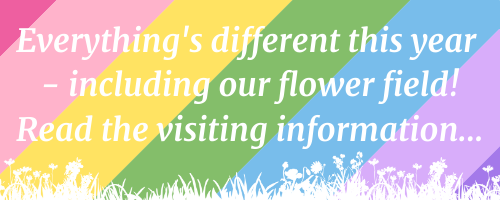 rainbow mobile banner confetti fields 2020
