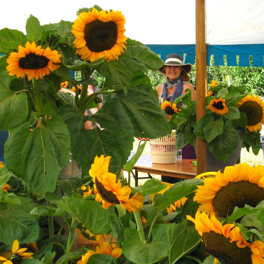 Sunflower Seeds - Image 3