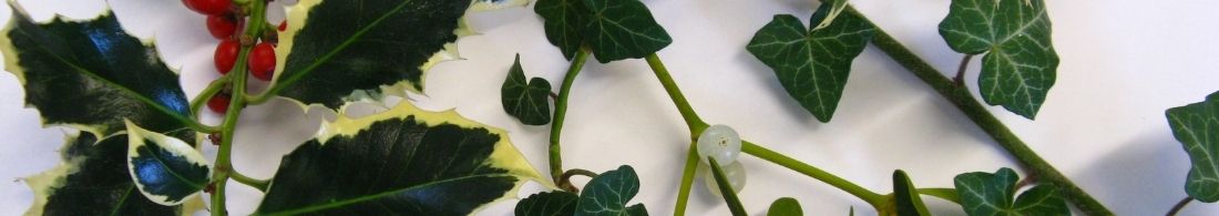 holly, ivy and mistletoe