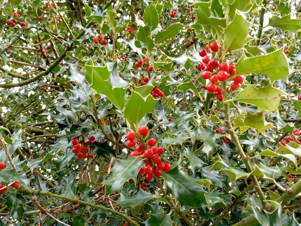 a holly bush a holly bush