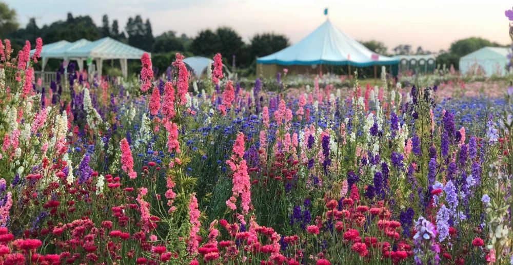 confetti flower field confetti flower field