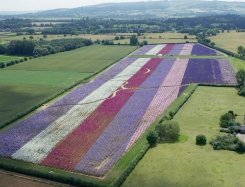 Tickets are now on sale for The Confetti Flower Field 2022!